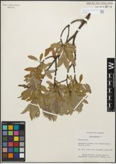 Foto von Salix glauca L.